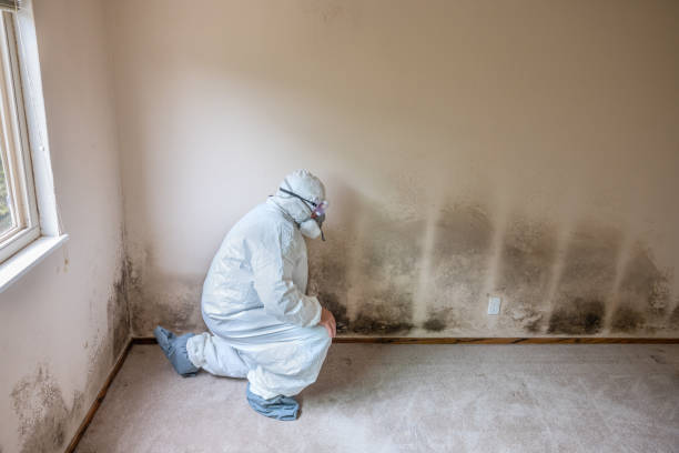 Best Post-Flood Mold Remediation in Gladeville, TN