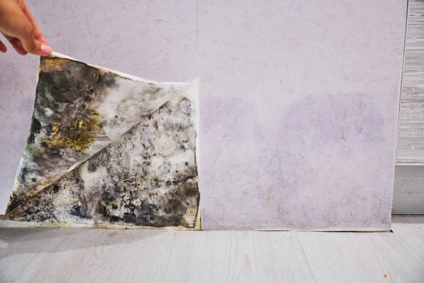 Best Localized Mold Remediation (e.g., coastal areas, humid climates) in Gladeville, TN